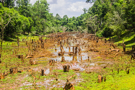 柬埔寨吴哥窟沼泽地背景图片