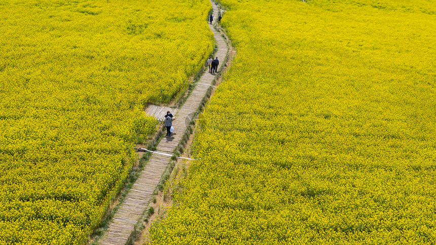 春季自然风光油菜花图片