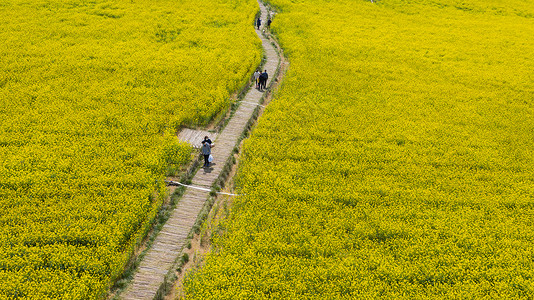 春季自然风光油菜花图片