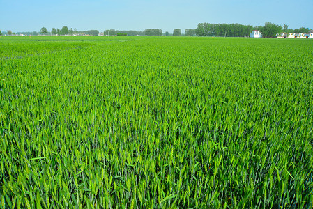 三四月份农村蓝天下的小麦苗麦穗背景图片
