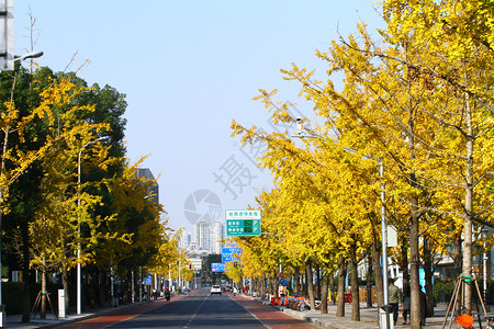 街头的银杏树图片