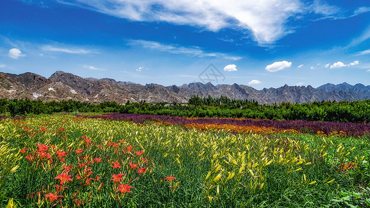 蓝色花圃内蒙古草原避暑旅游背景