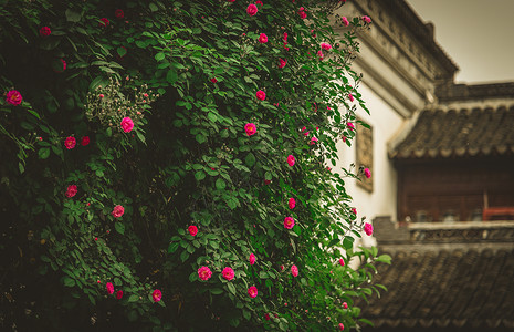 与建筑物间隙春天的绿色植物蔷薇花与传统建筑背景