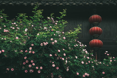 南京老春天的绿色植物蔷薇花背景