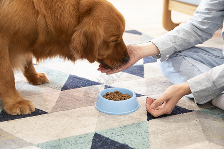 狗粮banner主人喂金毛犬吃狗粮特写背景