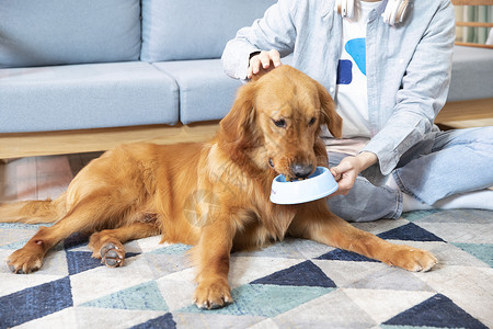 主人喂金毛犬吃狗粮特写背景图片