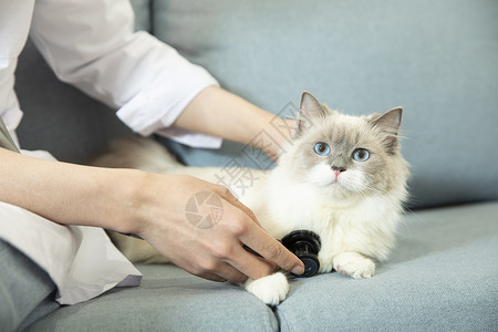 宠物医生给猫做检查布偶猫高清图片素材