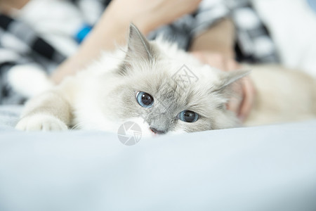 抱猫抱着布偶猫的居家男孩背景