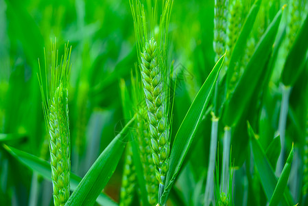 麦子特写天空下四五月份绿色的小麦扬花孕穗时期背景