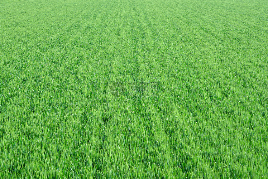 天空下四五月份绿色的小麦扬花孕穗时期图片