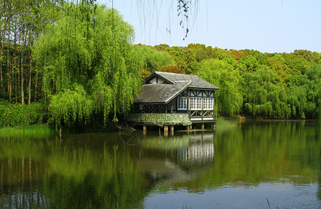 蝉鸣翠柳湿地公园背景