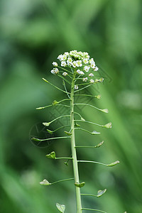 荠菜农田杂草地高清图片