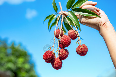 荔枝夏季新鲜荔枝高清图片