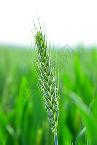 春天四五月份绿色小麦子穗子背景图片