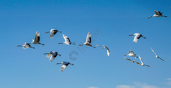 大自然生态齐齐哈尔扎龙湿地景区飞行的丹顶鹤背景
