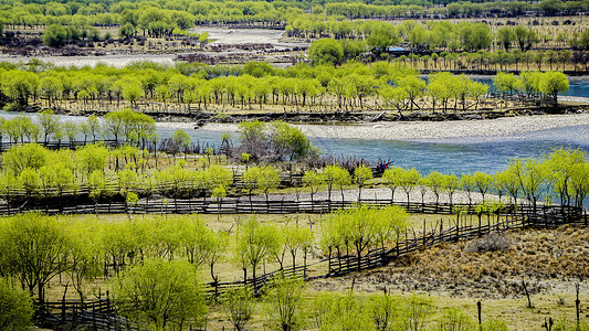 大自然生态西藏林芝国家湿地公园背景