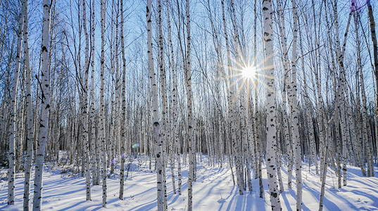 冬季的树林冬天黑龙江省大兴安岭漠河的白桦林背景