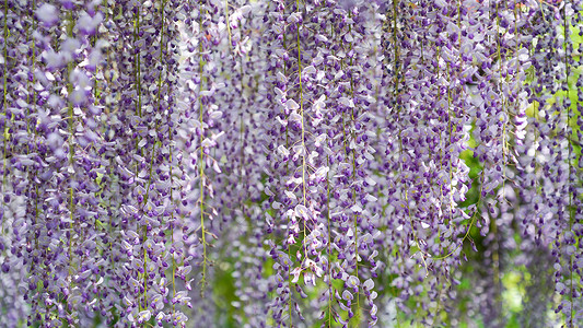 紫藤萝鲜花藤蔓高清图片