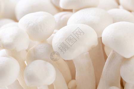 新鲜白玉菇微距微观的高清图片