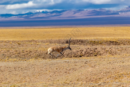 草原上藏羚羊可可西里野生动物背景