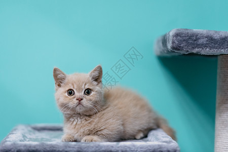 宠物矮脚金吉拉猫萌宠高清图片素材