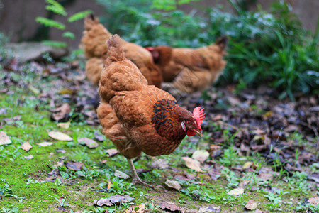 农家散养鸡正在找食的老母鸡背景