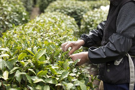 职业农民茶田里的采茶工人特写背景