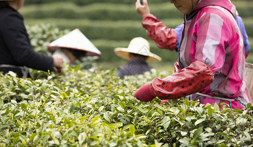 职业农民茶田里的采茶工人特写背景
