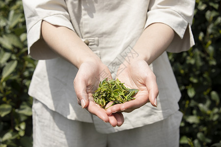 采摘美女茶园里的采茶姑娘手捧新茶特写背景