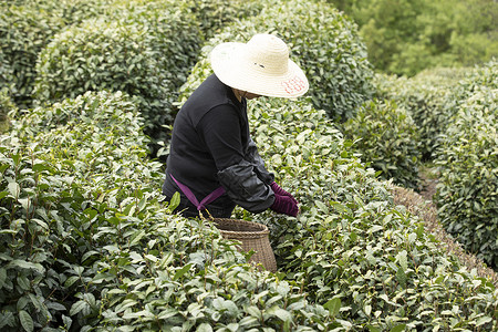 职业农民茶田里的采茶农民特写背景