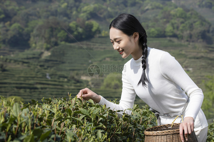 茶园里的采茶姑娘采摘图片