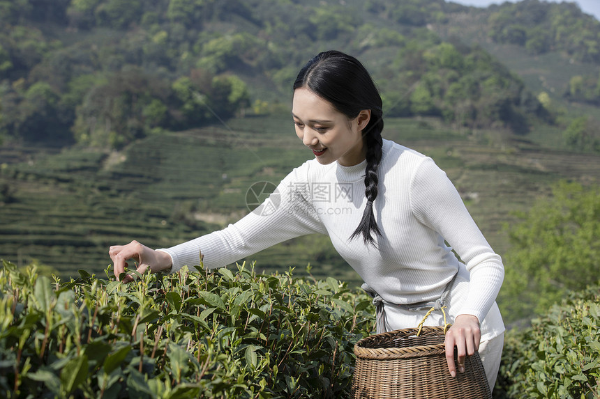 茶园里的采茶姑娘采摘图片