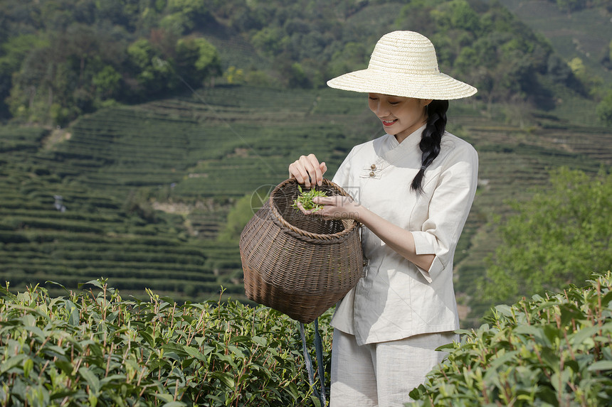 茶园里的采茶姑娘采摘图片