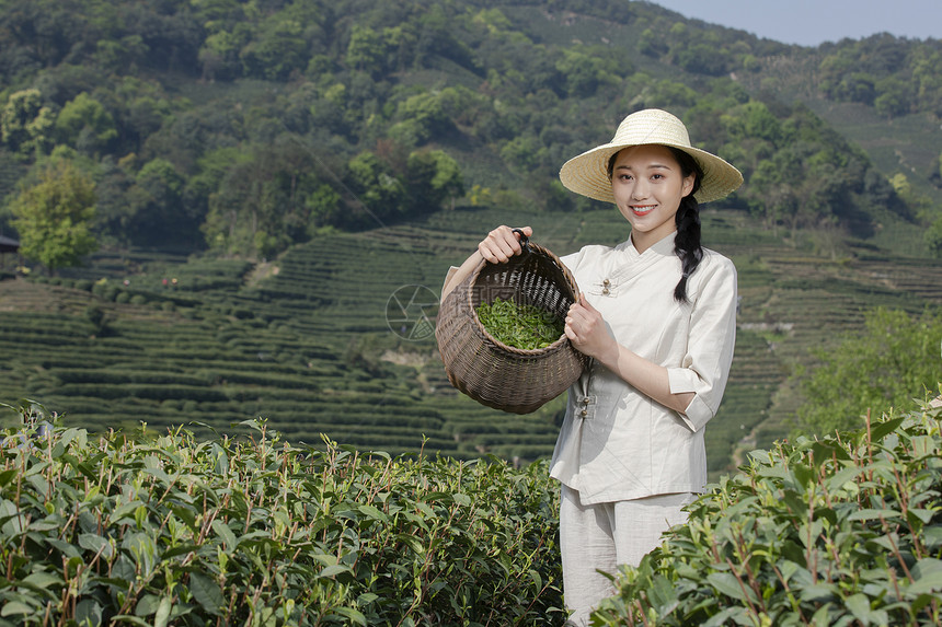 茶园里的采茶姑娘采摘图片