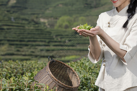 背着竹篓农民茶园姑娘背着竹篓采茶特写背景