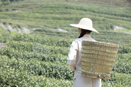 背着竹篓农民茶园姑娘背着竹篓去采茶背景