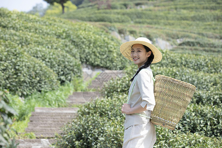 背着竹篓农民茶园姑娘背着竹篓去采茶背景