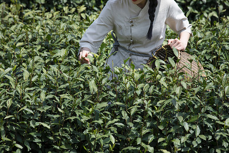 茶园姑娘背着竹篓采茶特写图片