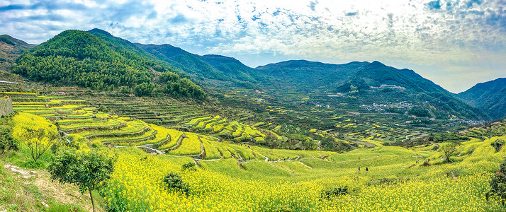 覆卮山油菜花梯田全景背景