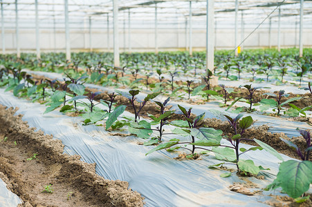 茄子苗培育大棚高清图片