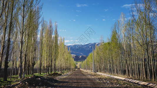新疆农田道路两侧的行道树图片