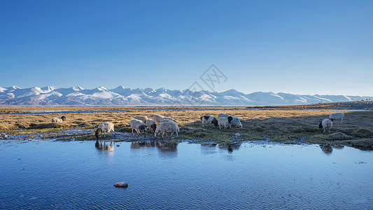 新疆草原上喝水的羊群背景图片