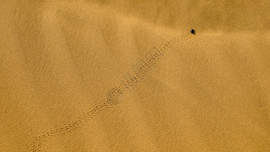 世界防治荒漠化内蒙古库布其沙漠甲虫背景