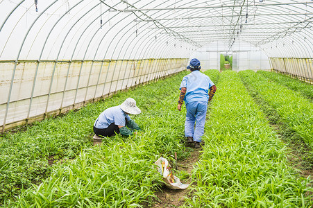 大棚蔬菜收割农业高清图片素材