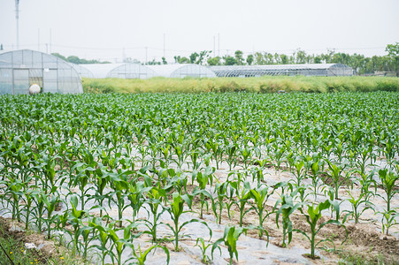 玉米种植地背景图片