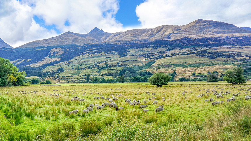 新西兰高山下的羊群图片