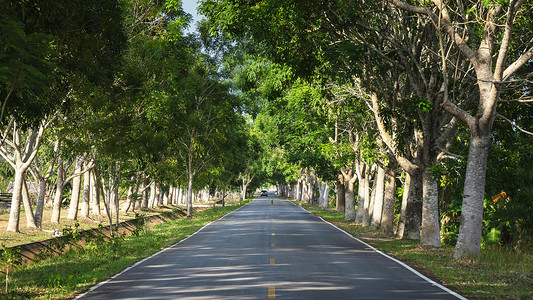 茂密植被旅行道路两侧茂密行道树背景