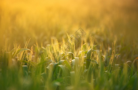 生长发芽光影麦穗背景