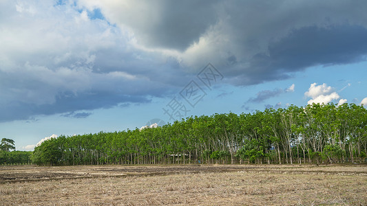 东南亚橡胶树林高清图片