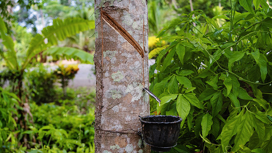 海南橡胶切割中的橡胶树背景
